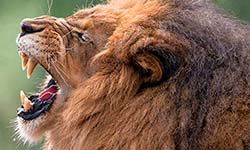 Звуки Рычания льва — скачать бесплатно и слушать онлайн