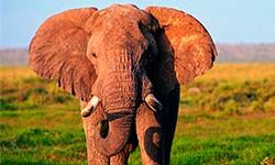 Звуки Слона — скачать бесплатно и слушать онлайн