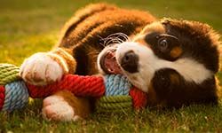 Звуки Собака играет с игрушкой — скачать бесплатно и слушать онлайн