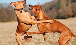 Звуки Собачьей драки — скачать бесплатно и слушать онлайн