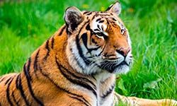 Звуки Тигра — скачать бесплатно и слушать онлайн