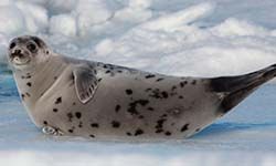 Звуки Тюленей — скачать бесплатно и слушать онлайн