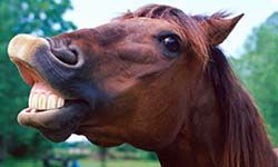Звуки Фырканья лошади — скачать бесплатно и слушать онлайн