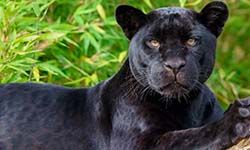 Звуки Черной пантеры — скачать бесплатно и слушать онлайн