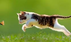 Звуки Шагов кошки — скачать бесплатно и слушать онлайн
