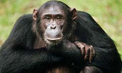 Звуки Шимпанзе — скачать бесплатно и слушать онлайн