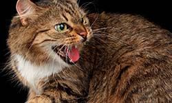 Звуки Шипение кота — скачать бесплатно и слушать онлайн