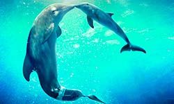 Исцеляющие Звуки дельфинов — скачать бесплатно и слушать онлайн
