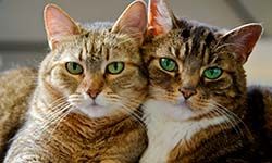 Звуки Кошки для кота — скачать бесплатно и слушать онлайн