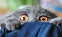 Звуки Пугающие кошек — скачать бесплатно и слушать онлайн