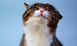 Звуки Привлекающие кошек — скачать бесплатно и слушать онлайн