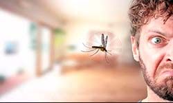 Звуки Жужжания насекомых — скачать бесплатно и слушать онлайн