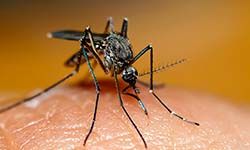 Звуки Комара — скачать бесплатно и слушать онлайн