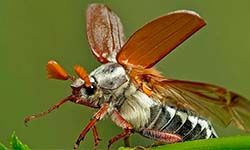 Звуки Майского жука — скачать бесплатно и слушать онлайн