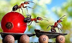 Звуки Отпугивающие муравьёв — скачать бесплатно и слушать онлайн
