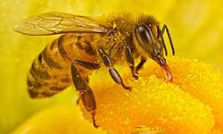 Звуки Пчелы — скачать бесплатно и слушать онлайн