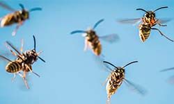 Звуки Отпугивающие пчёл — скачать бесплатно и слушать онлайн