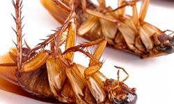Звуки Отпугивающие тараканов — скачать бесплатно и слушать онлайн