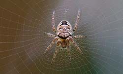 Звуки Убивающие пауков — скачать бесплатно и слушать онлайн