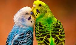Звуки Волнистых попугаев — скачать бесплатно и слушать онлайн