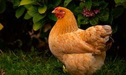 Звуки Курицы — скачать бесплатно и слушать онлайн