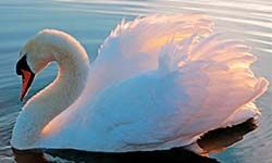 Звуки Лебедя — скачать бесплатно и слушать онлайн